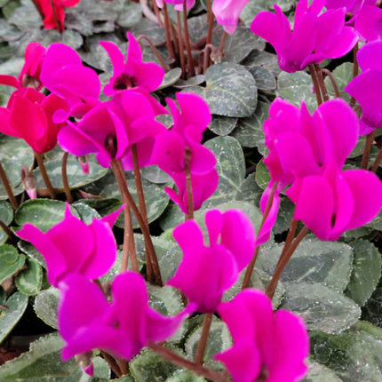 Violeta de Persa (Cyclamen) | Gardekin.com