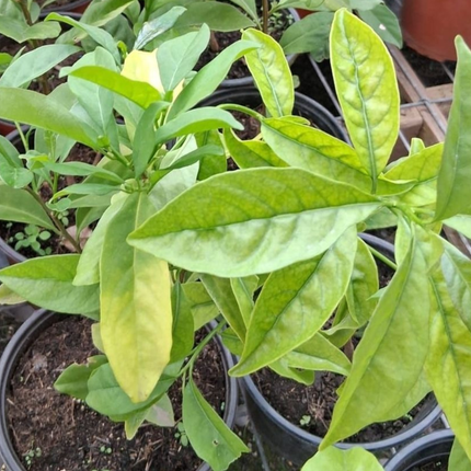 Diamelo Diospyros kaki, árbol frutal de caqui