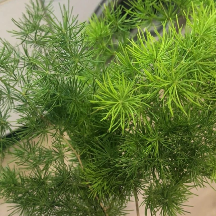 Helecho Espárrago (Esparraguera), Mediano Plus (M17) | Gardekin.com