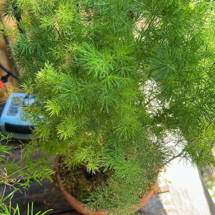 Helecho Espárrago (Esparraguera), Mediano Plus (M17) | Gardekin.com