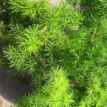 Helecho Espárrago (Esparraguera), Mediano Plus (M17) | Gardekin.com