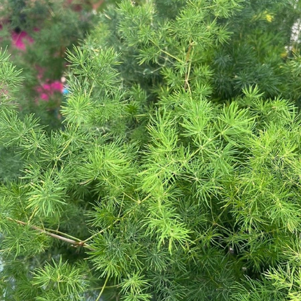 Helecho Espárrago (Esparraguera), Mediano Plus (M17) | Gardekin.com