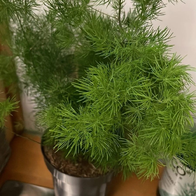 Helecho Espárrago (Esparraguera), Mediano Plus (M17) | Gardekin.com