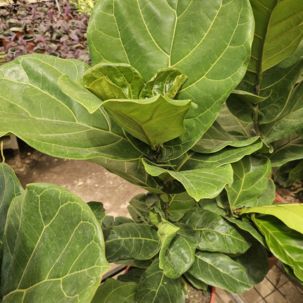 Ficus Lyrata, hojas grandes en forma de violín planta tendencia