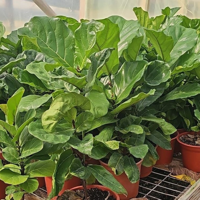 Ficus Lyrata, detalle de hoja grande y brillante