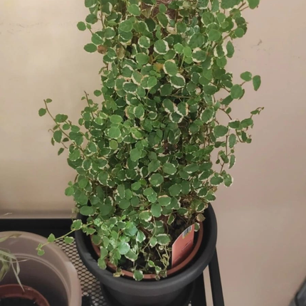 Ficus Trepador (Ficus Repens); Pequeño (M10)  | Gardekin.com