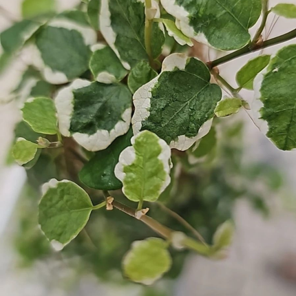 Ficus Trepador (Ficus Repens); Pequeño (M10)  | Gardekin.com