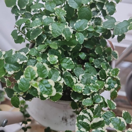 Ficus Trepador (Ficus Repens); Pequeño (M10)  | Gardekin.com