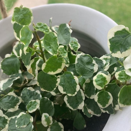 Ficus Trepador (Ficus Repens); Pequeño (M10)  | Gardekin.com