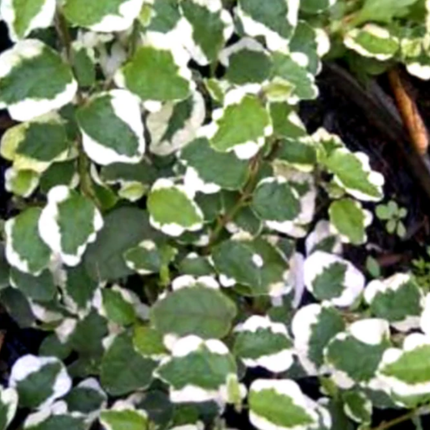 Ficus repens trepador pequeño cubriendo superficie con hojas verdes