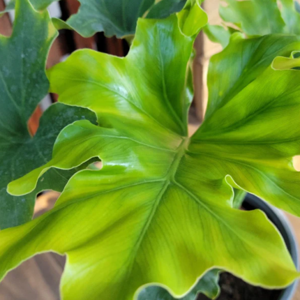 Philodendron Selloum Hope con grandes hojas lobuladas verdes