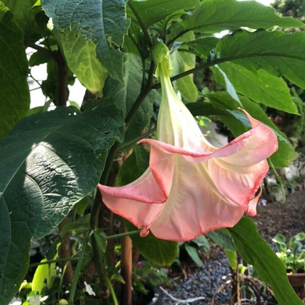 Floripondio Brugmansia arborea, flores trompeta colgantes