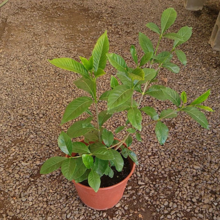 Gardenia, Grande (M28) | Gardekin.com