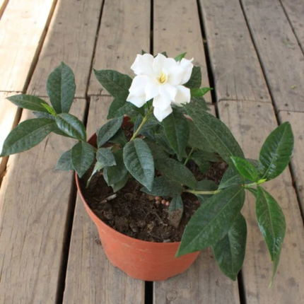 Gardenia, Grande (M28) | Gardekin.com
