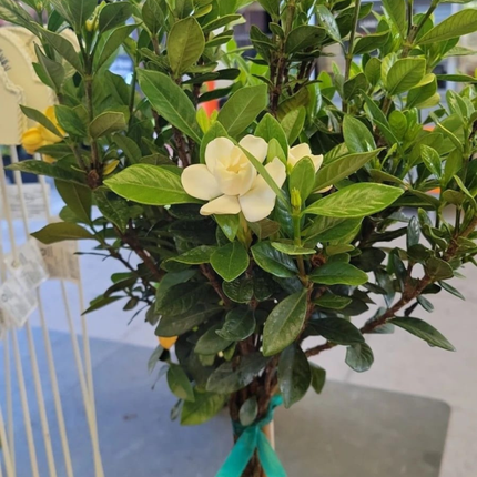 Gardenia, Grande (M28) | Gardekin.com