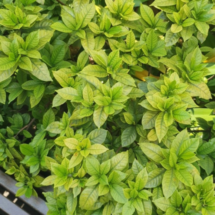 Gardenia, Grande (M28) | Gardekin.com
