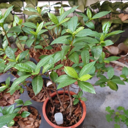 Gardenia, Grande (M28) | Gardekin.com