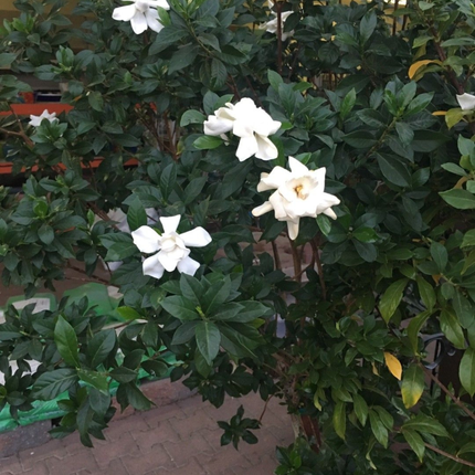 Gardenia, Grande (M28) | Gardekin.com