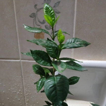 Gardenia, Grande (M28) | Gardekin.com