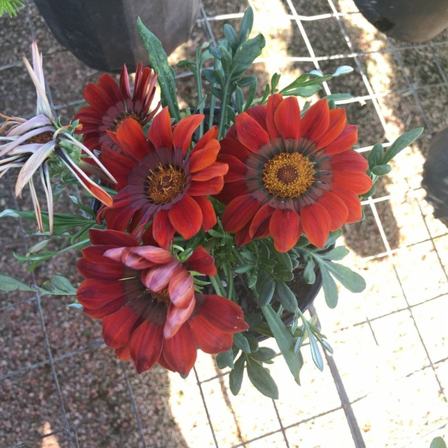 Gazania, Mediano Plus (M20) | Gardekin.com