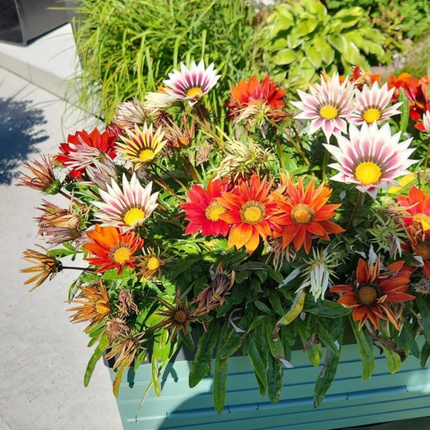 Gazania, Mediano Plus (M20) | Gardekin.com