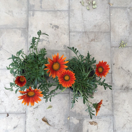 Gazania, Mediano Plus (M20) | Gardekin.com