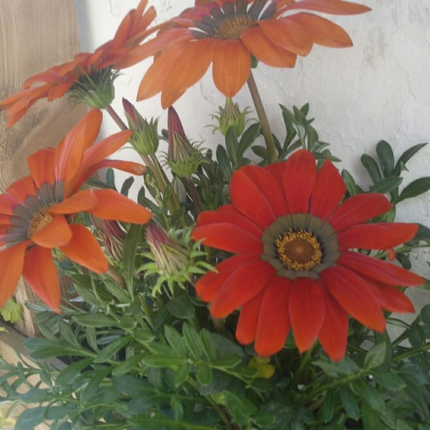 Gazania, Mediano Plus (M20) | Gardekin.com