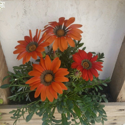 Gazania, Mediano Plus (M20) | Gardekin.com