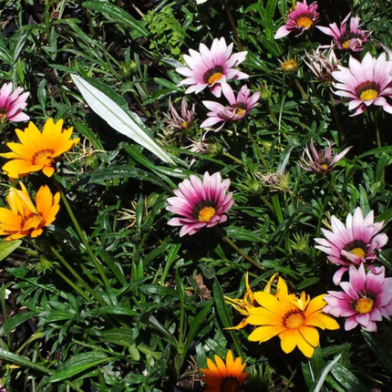 Gazania, Mediano Plus (M20) | Gardekin.com