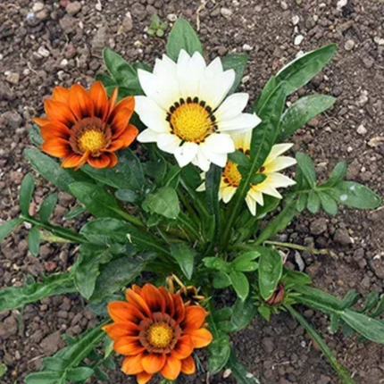 Gazania, Mediano Plus (M20) | Gardekin.com