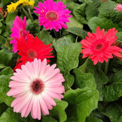 Gerbera en flor con pétalos vibrantes para terrazas al sol
