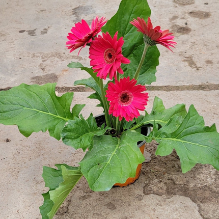 Gerbera; Mediana (M15)  | Gardekin Chile