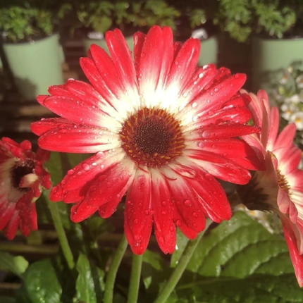 Gerbera; Mediana (M15)  | Gardekin Chile