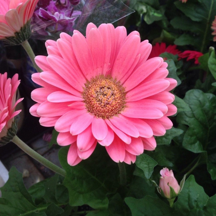 Gerbera; Mediana (M15)  | Gardekin Chile