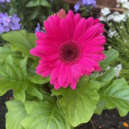 Gerbera; Mediana (M15)  | Gardekin Chile