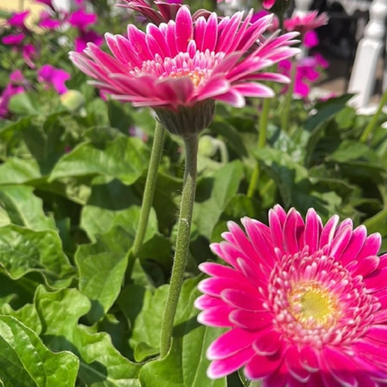 Gerbera; Mediana (M15)  | Gardekin Chile