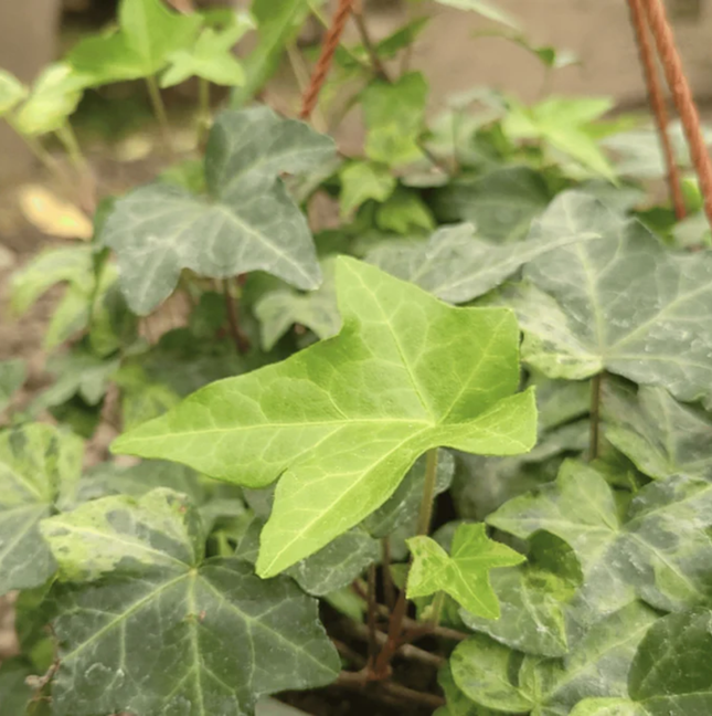 Hiedra Colgante; Mediana Plus (C20)  | Gardekin Chile