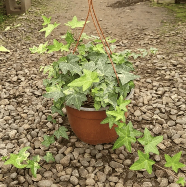 Hiedra verde colgante de gran tamaño para muros y balcones