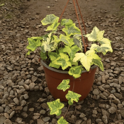 Hiedra Colgante; Mediana Plus (C20)  | Gardekin Chile