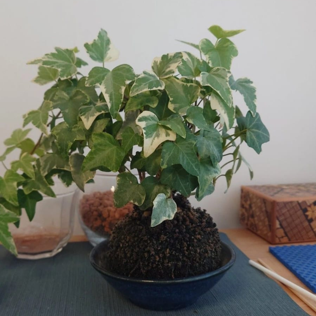 Hiedra Híbrida Colgante ; Mediana Plus (C20)   | Gardekin Chile