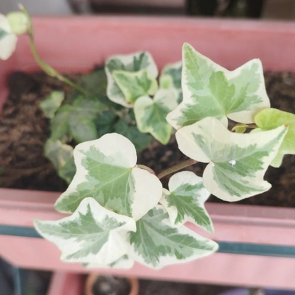Hiedra Híbrida Colgante ; Mediana Plus (C20)   | Gardekin.com