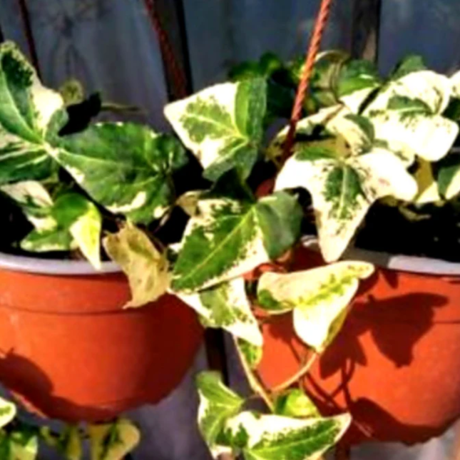 Hiedra híbrida colgante de gran tamaño con follaje verde denso