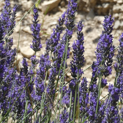 Lavanda Inglesa (Gustifolia); Mediana (M15)  | Gardekin Chile
