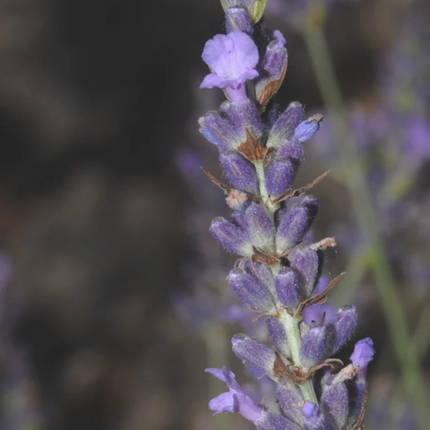 Lavanda Inglesa (Gustifolia); Mediana (M15)  | Gardekin Chile