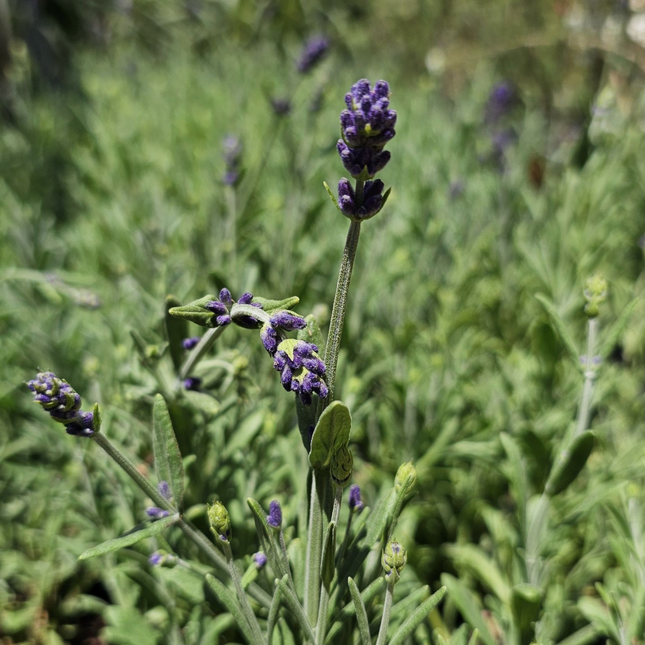 Lavanda Inglesa de aroma relajante en formato mediano