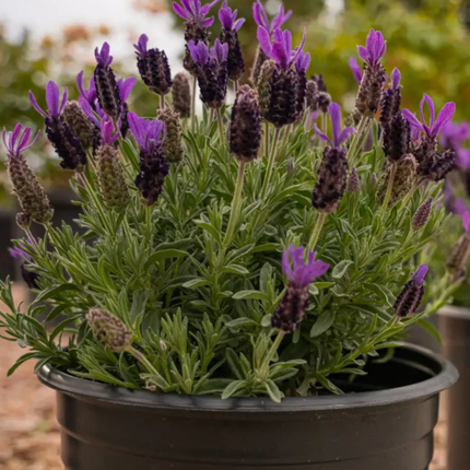 Lavanda Española (Bandera)  | Gardekin Chile