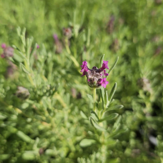 Lavanda Española (Bandera)  | Gardekin Chile