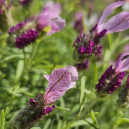 Lavanda Española Stoechas con flores en forma de bandera
