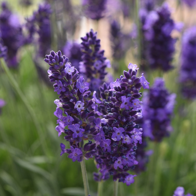 Lavanda Blue compacta con espigas moradas intensas