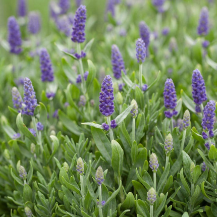 Lavanda Blue; Pequeña (M13)  | Gardekin Chile